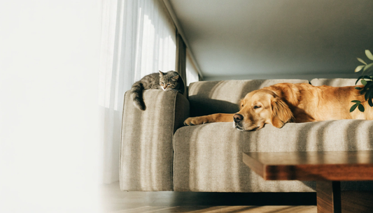 How to Choose a Pet-Friendly Sofa: A Guide to Fabric, Color, and Care